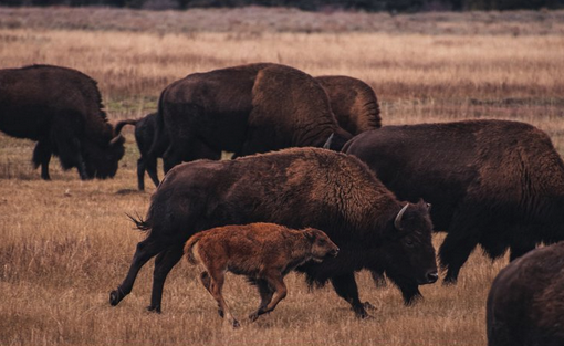 Bisons on the Move