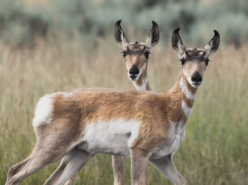 A Pair of Pronghorns